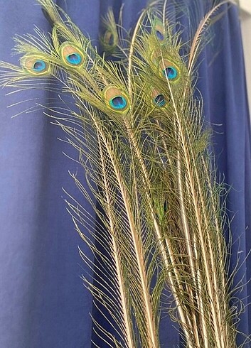 Gerçek Tavuz kuşu tüyü - Görsel 2