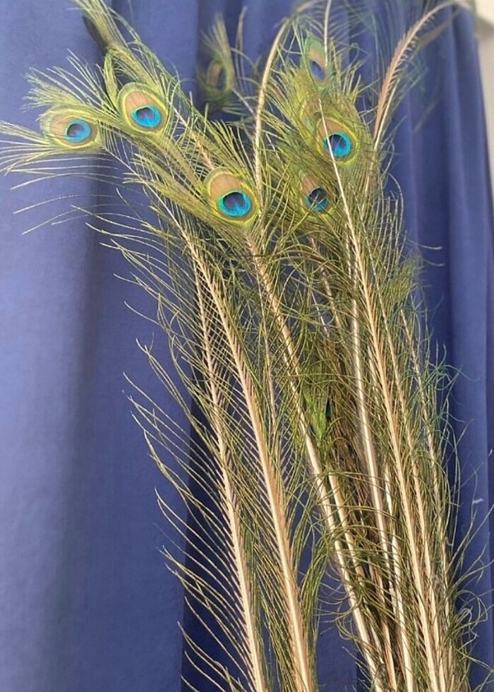 Gerçek Tavuz kuşu tüyü - Görsel 2