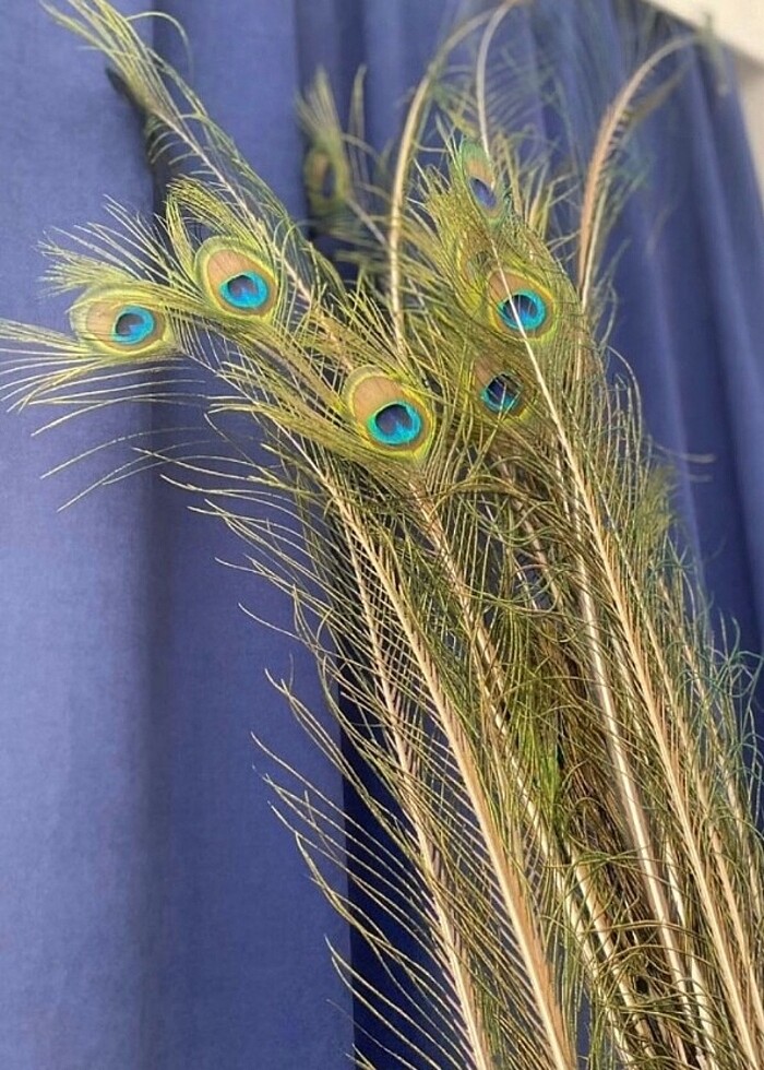 Gerçek Tavuz kuşu tüyü - Görsel 3