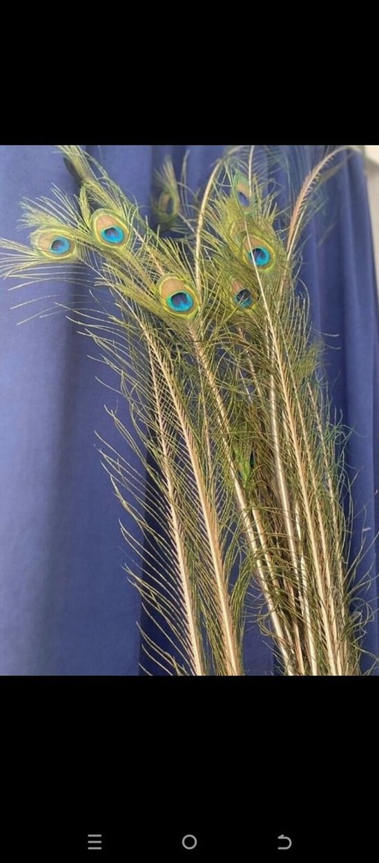 Koyu Mavi tavuz kuşu - Görsel 2