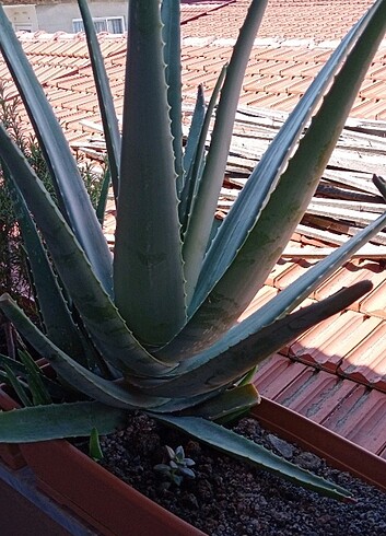 Beden yeşil Renk 4 Adet Aloe Vera Bitkisi