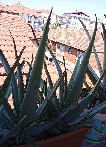 Beden 4 Adet Aloe Vera Bitkisi
