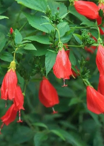 (Malvaviscus) kırmızı Japon gülü fidesi hibiscus