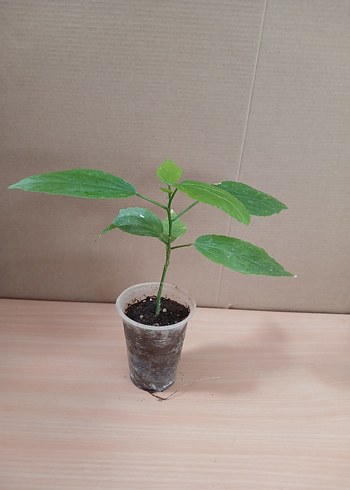 diğer Beden kırmızı Renk (Malvaviscus) kırmızı Japon gülü fidesi hibiscus