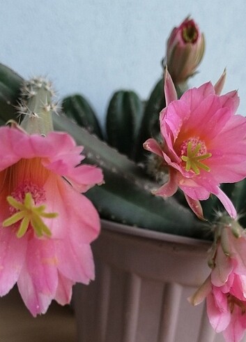 Echinocereus scheeri