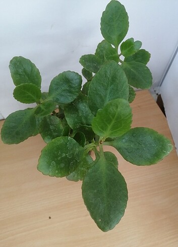 Diğer Kalanchoe