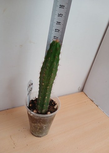 Beden Orjinal San pedro kaktüs