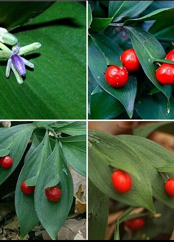 Ruscus hypoglossum 