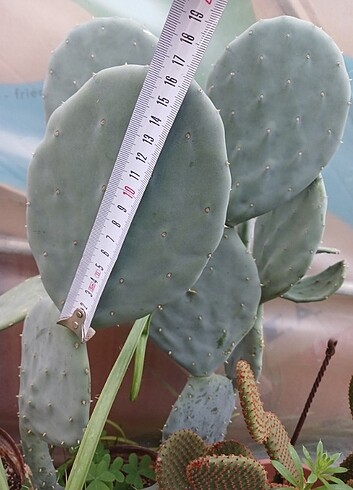 Beden (Opuntia robusta) Çelik yaprak