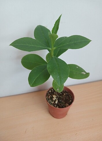 Beden Talinum Paniculatum