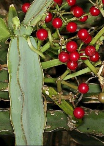 Cicsus quadrangularis