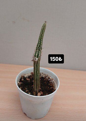 Çiçek Wilcoxia poselgeri