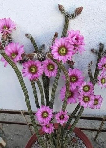 Wilcoxia poselgeri