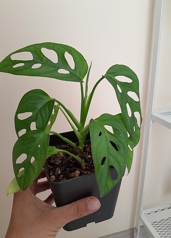 Monstera adansoni mint