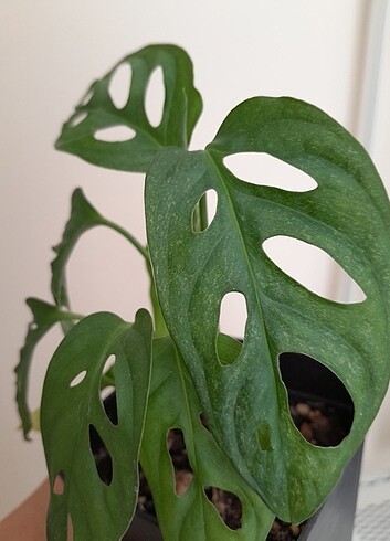 Diğer Monstera adansoni mint