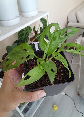  Beden yeşil Renk Monstera adansonii mint nadir tür