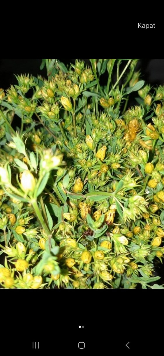 kantaron yağı - Görsel 2