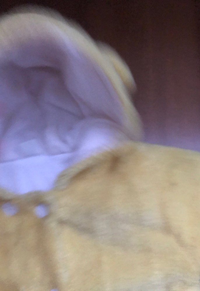 Sarı Kapüşonlu Erkek Çocuk Düğmeli Mont - Görsel 2