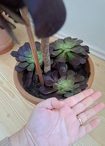 Aeonium sukulent