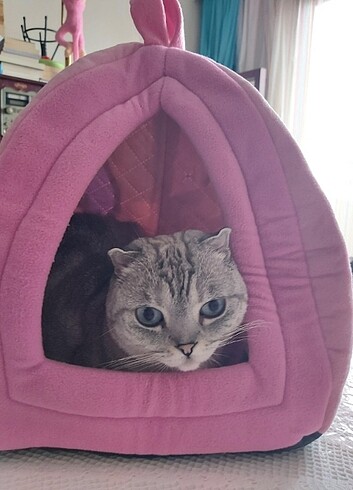 PEMBE KEDI EVİ