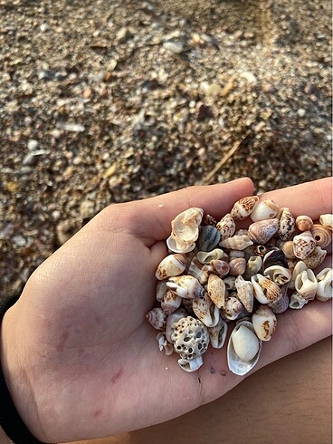 Diğer el yapımı ahsap deniz kabugu kaplama kutu