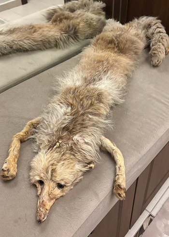 Antika doğal tilki postu - Görsel 2