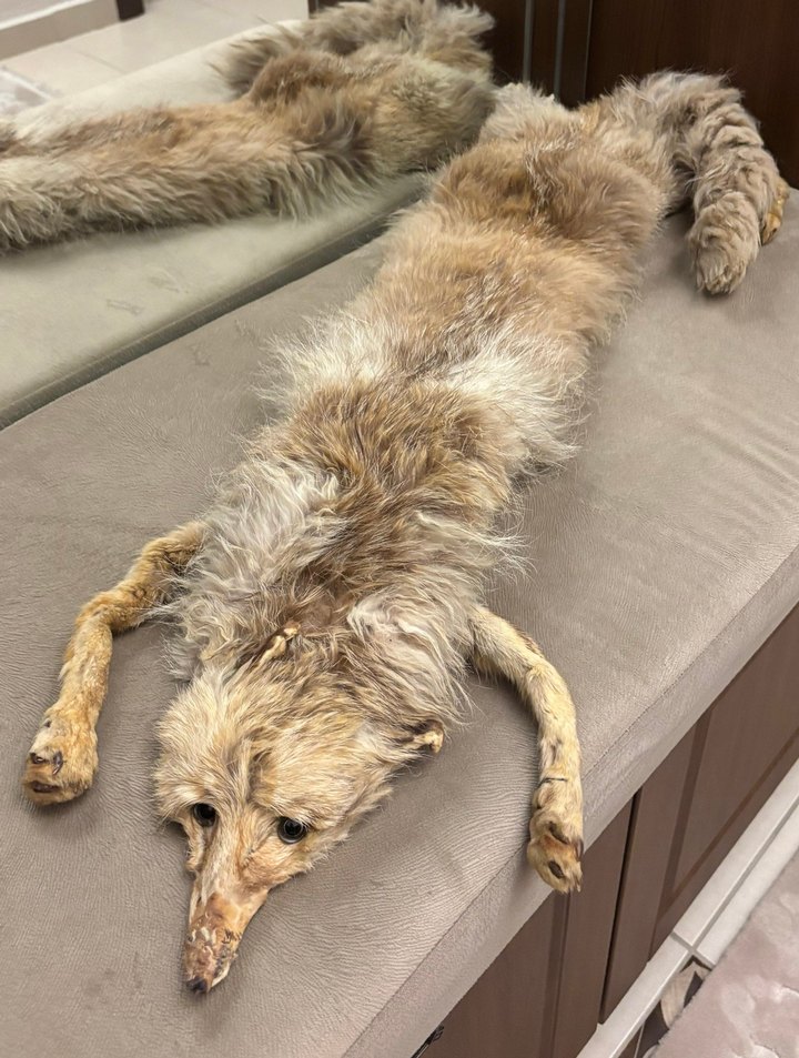 Antika doğal tilki postu - Görsel 2