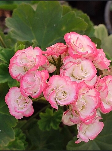 Apple Blossom