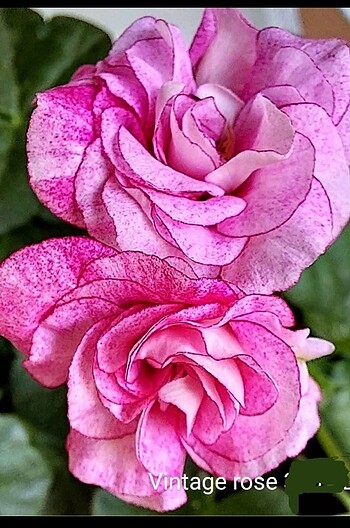Vintage Rose sakız sardunya