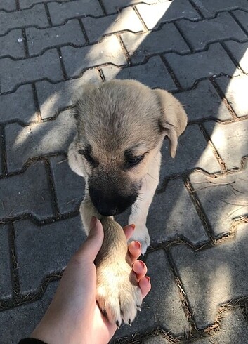 50 TL'lik Bağış 