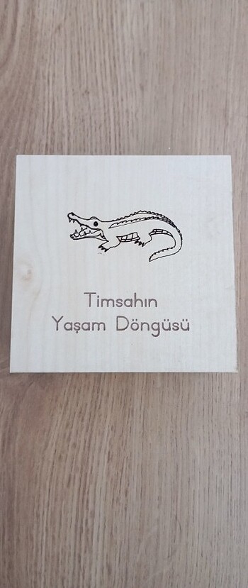 Timsahın Yaşam Döngüsü