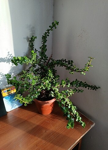 Diğer Bonsai afra para şans yeşim ağacı