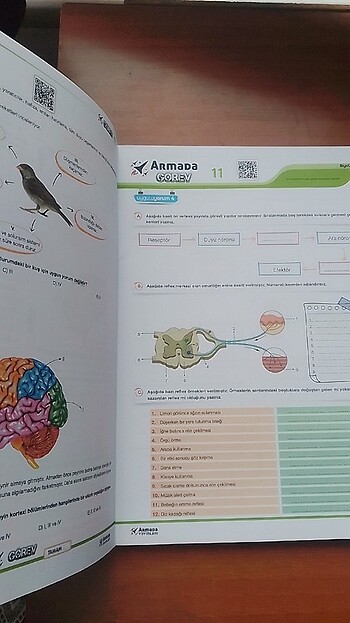  Beden Armada Yayınları 11.Sınıf Yeni Nesil Çalışma Föyleri Biyoloji