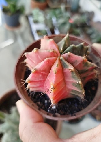 Pastel Pembe Kaktüs Saksıda