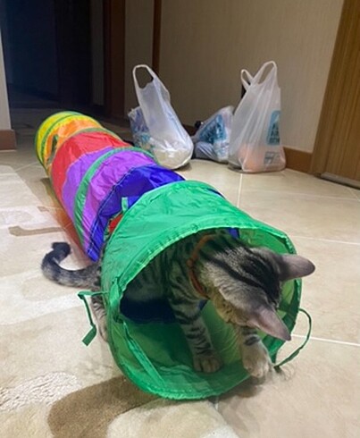 Kedi tüneli
