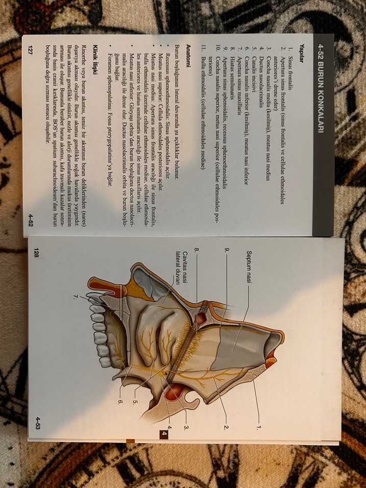 Anatomi Flaş Kartları - 250 Kart - Görsel 2