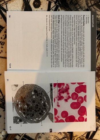 Lange Temel Histoloji Çalışma Kartları - Görsel 2