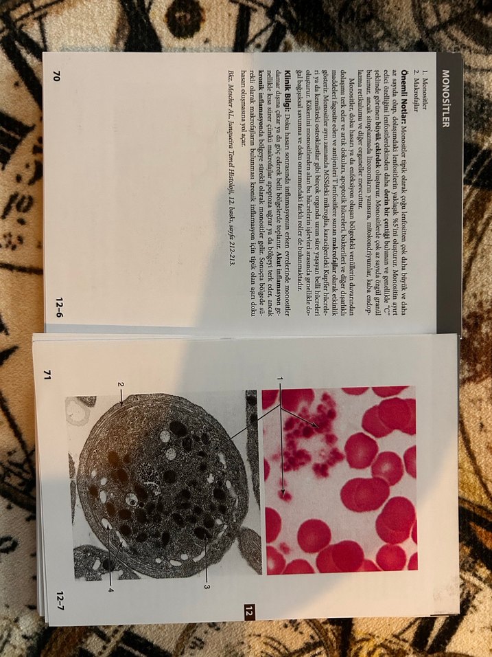 Lange Temel Histoloji Çalışma Kartları - Görsel 2