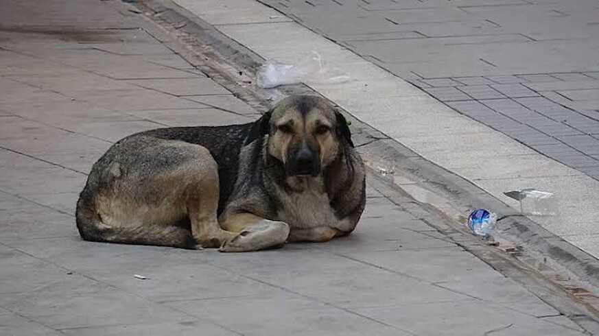 Sokak hayvanları için mama parası