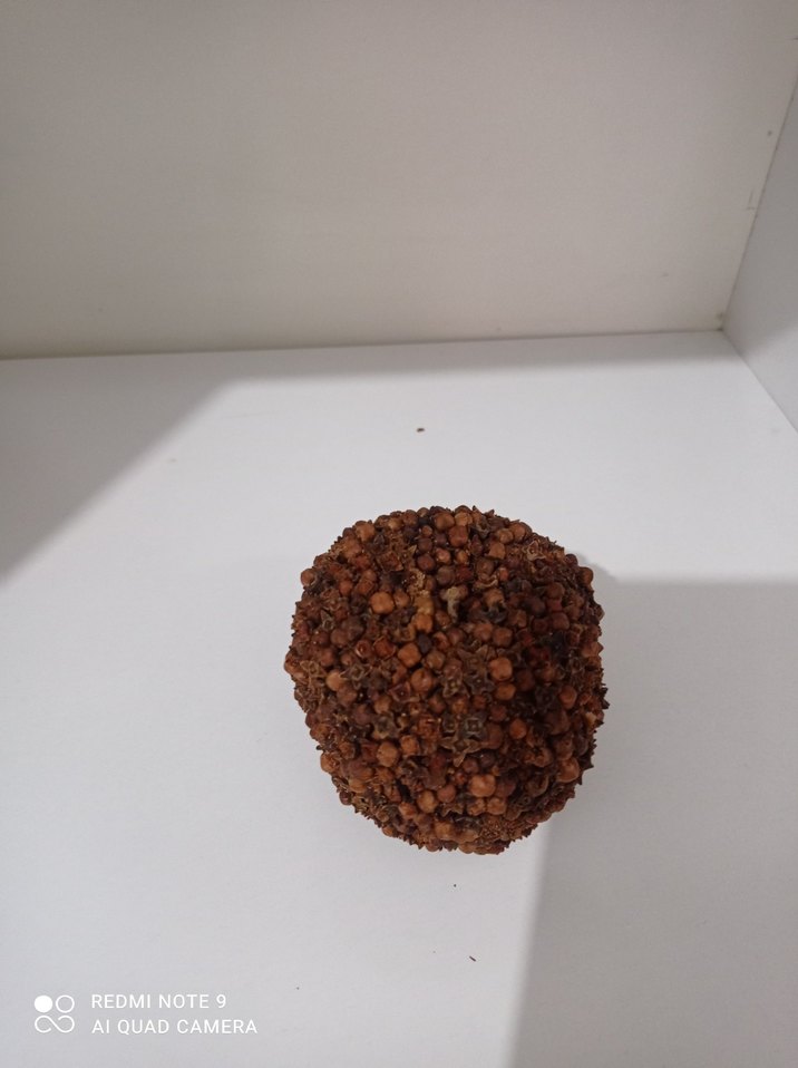 karanfilli elma - Görsel 2