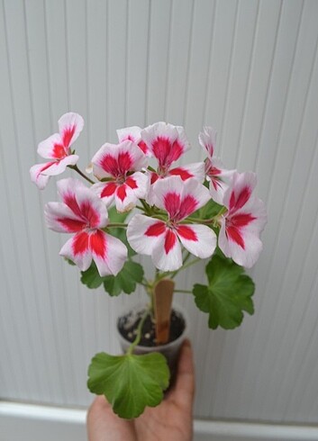 Diğer White splas andromeda sardünya