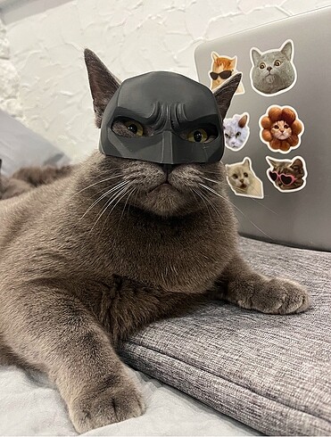 Batman Maskesi Kediler İçin