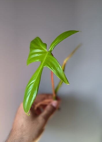 Diğer Philodendron Florida Ghost Ara Çelik 