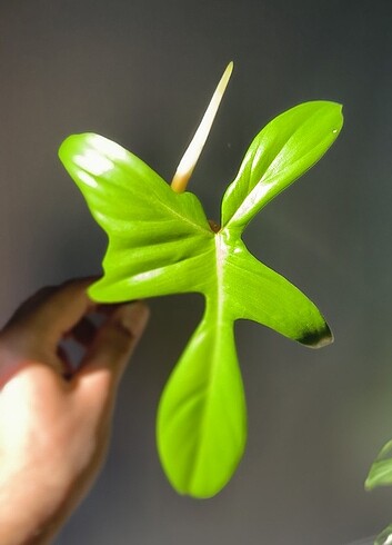  Beden Philodendron Florida Ghost Tepe Çelik