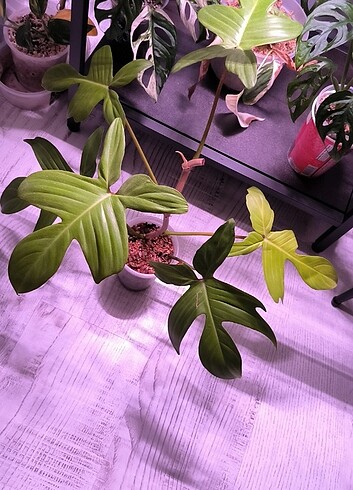 Philodendron Florida Ghost Tepe Çelik