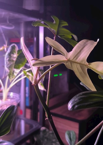 Philodendron Florida Ghost Tepe Çelik