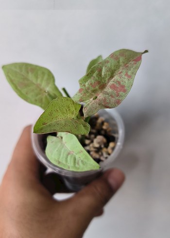 Syngonium Milk Confetti