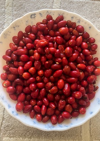 Taze kuşburnu