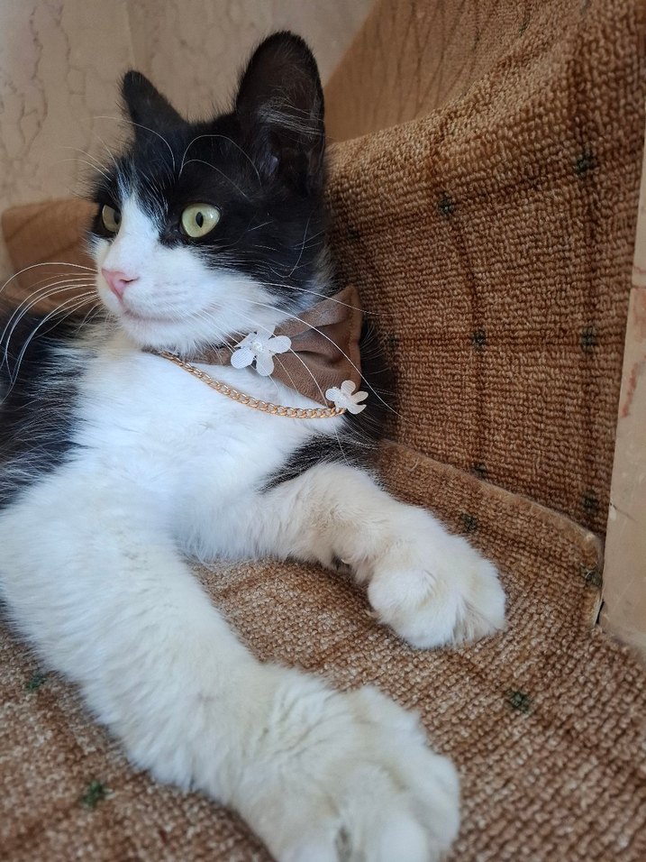 Parlak Kedi Boyunluğu - Görsel 2