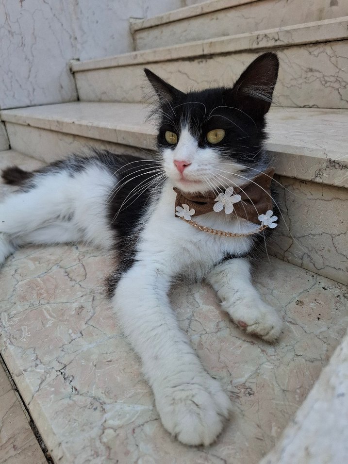 Parlak Kedi Boyunluğu - Görsel 3